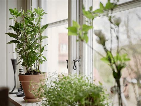 梳粧 窗台植物推薦